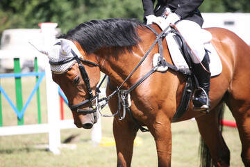 Photo shot of a beautiful show jumper horse on natural background