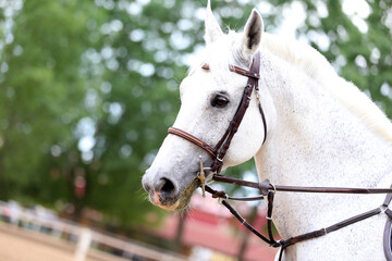 Photo shot of a beautiful show jumper horse on natural background