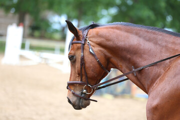 Photo shot of a beautiful show jumper horse on natural background