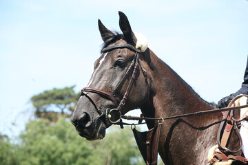 Fototapeta premium Photo shot of a beautiful show jumper horse on natural background