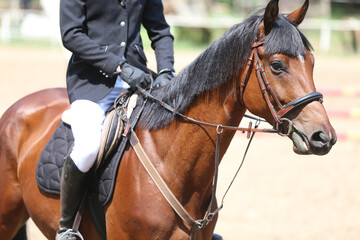 Photo shot of a beautiful show jumper horse on natural background