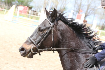 Photo shot of a beautiful show jumper horse on natural background