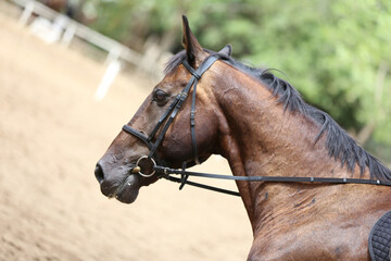 Obraz premium Photo shot of a beautiful show jumper horse on natural background