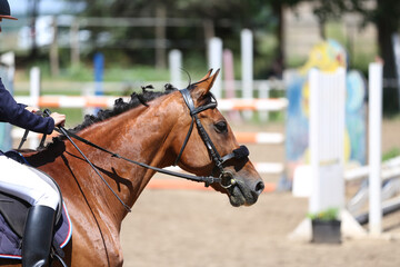 Photo shot of a beautiful show jumper horse on natural background