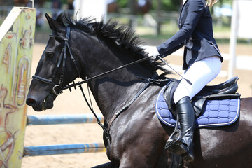 Photo shot of a beautiful show jumper horse on natural background