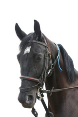 Photo shot of a beautiful show jumper horse on natural background