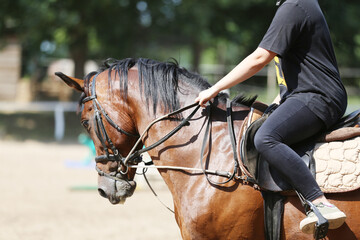Photo shot of a beautiful show jumper horse on natural background