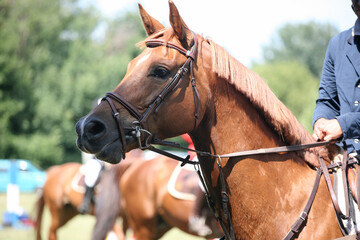 Photo shot of a beautiful show jumper horse on natural background