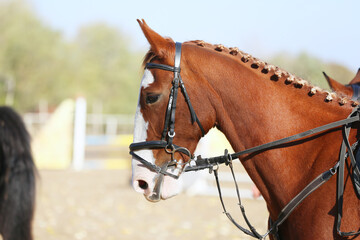 Photo shot of a beautiful show jumper horse on natural background