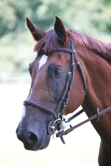 Fototapeta premium Photo shot of a beautiful show jumper horse on natural background