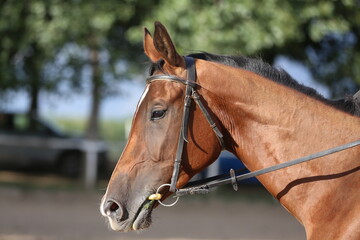 Naklejka premium Photo shot of a beautiful show jumper horse on natural background