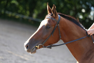 Photo shot of a beautiful show jumper horse on natural background