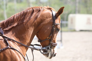 Obraz premium Photo shot of a beautiful show jumper horse on natural background