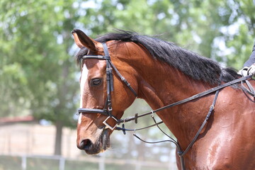 Photo shot of a beautiful show jumper horse on natural background