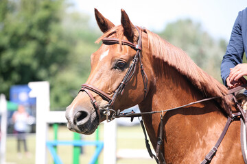 Photo shot of a beautiful show jumper horse on natural background