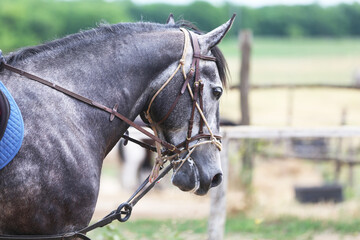 Photo shot of a beautiful show jumper horse on natural background