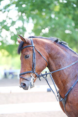 Photo shot of a beautiful show jumper horse on natural background