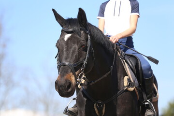 Photo shot of a beautiful show jumper horse on natural background