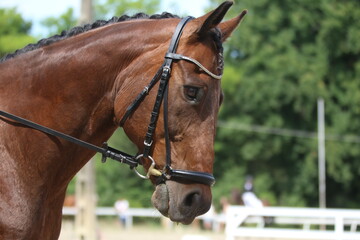 Photo shot of a beautiful show jumper horse on natural background