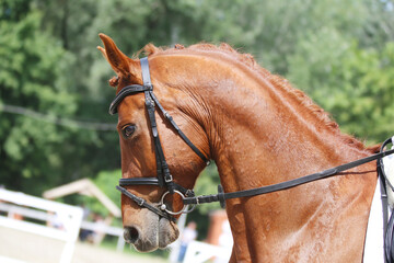 Photo shot of a beautiful show jumper horse on natural background