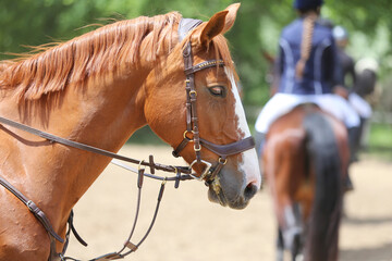 Photo shot of a beautiful show jumper horse on natural background
