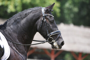 Obraz premium Photo shot of a beautiful show jumper horse on natural background