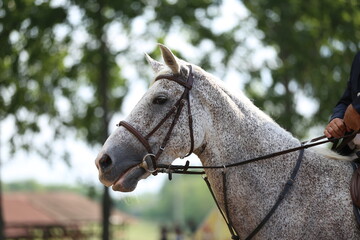 Photo shot of a beautiful show jumper horse on natural background