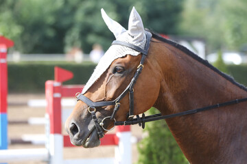 Photo shot of a beautiful show jumper horse on natural background