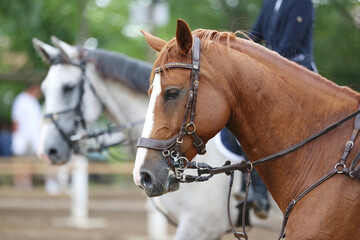 Photo shot of a beautiful show jumper horse on natural background