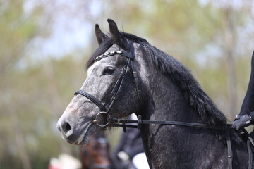 Photo shot of a beautiful show jumper horse on natural background