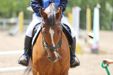 Photo shot of a beautiful show jumper horse on natural background