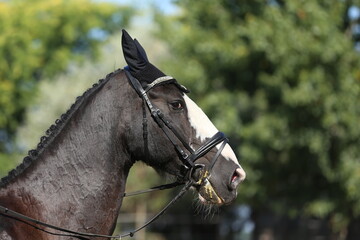 Photo shot of a beautiful show jumper horse on natural background