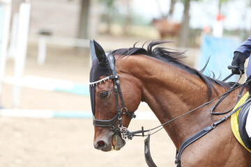 Obraz premium Photo shot of a beautiful show jumper horse on natural background