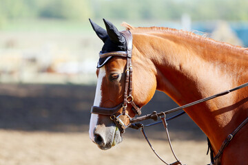 Photo shot of a beautiful show jumper horse on natural background