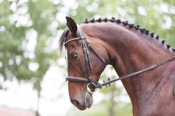 Photo shot of a beautiful show jumper horse on natural background