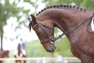 Photo shot of a beautiful show jumper horse on natural background