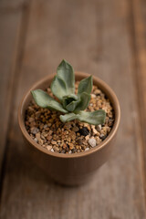 Small succulent plant on the rustic background. Selective focus. Shallow depth of field.