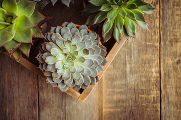 Succulent plants on the rustic background. Selective focus. Shallow depth of field. Shot from above.