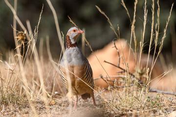 Barbary Partridge (Alectoris Barbara) in the wild