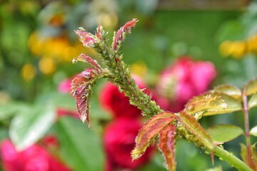 On the young shoots of roses, a colony of green aphids.Concept pests in the garden.