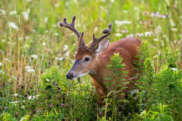 White-tailed deer buck in an open meadow