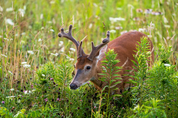 White-tailed deer buck in an open meadow