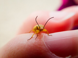 little green cute beetle with long antennae on finger