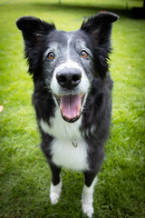 Senior border collie dog smiling portrait