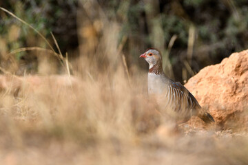 Barbary Partridge (Alectoris Barbara) in the wild