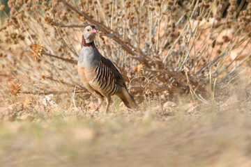 Barbary Partridge (Alectoris Barbara) in the wild