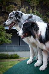 Two border collies standing on round object with grass background