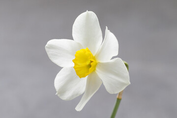 White narcissus with a yellow center. Narcissus head. Side view. Close-up