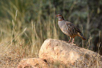 Barbary Partridge (Alectoris Barbara) in the wild