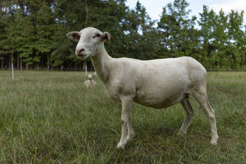 Sheep relaxing on their grassy paddock